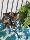 Domestic Shorthaired Cat Cats for sale in Narvon, PA 17555, USA. price: $50