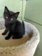 Domestic Shorthaired Cat Cats for sale in Salem, OR 97304, USA. price: NA