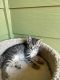 Domestic Shorthaired Cat Cats for sale in Salem, OR 97304, USA. price: $60