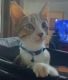 Domestic Shorthaired Cat Cats for sale in San Antonio, TX, USA. price: NA