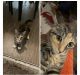 Domestic Shorthaired Cat Cats for sale in Federal Way, WA 98023, USA. price: $55