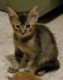 Domestic Shorthaired Cat Cats for sale in Redding, CA, USA. price: NA