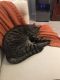 Domestic Shorthaired Cat Cats for sale in Adair Village, OR 97330, USA. price: NA