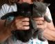 Domestic Shorthaired Cat Cats for sale in Arcanum, OH 45304, USA. price: NA