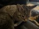 Domestic Shorthaired Cat Cats for sale in Hazleton, PA, USA. price: $1
