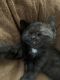Domestic Shorthaired Cat Cats for sale in Charlotte, NC, USA. price: NA