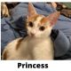 Domestic Shorthaired Cat Cats for sale in Folsom, NJ, USA. price: $50