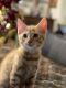 Domestic Shorthaired Cat Cats for sale in Fort Myers, FL, USA. price: $70