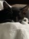Domestic Shorthaired Cat Cats for sale in Ruskin, FL, USA. price: NA