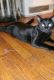 Domestic Shorthaired Cat Cats for sale in Shelbyville, IN 46176, USA. price: NA