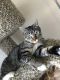 Domestic Shorthaired Cat Cats for sale in Olympia, WA, USA. price: $190