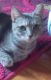 Domestic Shorthaired Cat Cats for sale in York, PA, USA. price: NA
