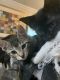 Domestic Shorthaired Cat Cats for sale in Margate, FL, USA. price: NA