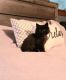 Domestic Shorthaired Cat Cats for sale in Almont, MI 48003, USA. price: NA