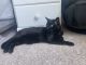 Domestic Shorthaired Cat Cats for sale in Mechanicsburg, PA, USA. price: $100