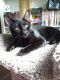 Domestic Shorthaired Cat Cats for sale in Olympia, WA, USA. price: $25