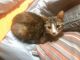 Domestic Shorthaired Cat Cats for sale in Bremen, GA 30110, USA. price: NA