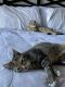 Domestic Shorthaired Cat Cats for sale in Montgomery, AL, USA. price: NA