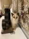 Domestic Shorthaired Cat Cats for sale in Moses Lake, WA 98837, USA. price: NA