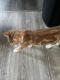 Domestic Shorthaired Cat Cats for sale in Liberty Center, OH 43532, USA. price: NA
