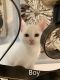 Domestic Shorthaired Cat Cats for sale in Moses Lake, WA 98837, USA. price: $150