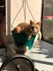 Domestic Shorthaired Cat Cats for sale in Marysville, WA 98270, USA. price: $30