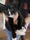 Domestic Shorthaired Cat Cats for sale in Copperas Cove, TX, USA. price: NA