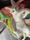 Domestic Shorthaired Cat Cats for sale in Jacksonville, FL 32216, USA. price: NA