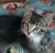 Domestic Shorthaired Cat Cats for sale in Aurora, CO, USA. price: $150