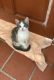 Domestic Shorthaired Cat Cats for sale in San Jose, CA, USA. price: $100