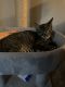Domestic Shorthaired Cat Cats for sale in Kentwood, MI, USA. price: NA