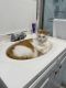 Domestic Shorthaired Cat Cats for sale in Miami, FL, USA. price: $50
