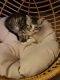 Domestic Shorthaired Cat Cats for sale in E Main St, Waterbury, CT, USA. price: $200