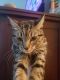 Domestic Shorthaired Cat Cats for sale in Port St. Lucie, FL, USA. price: NA