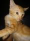 Domestic Shorthaired Cat Cats for sale in Hawthorne, CA, USA. price: $75