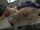 Domestic Shorthaired Cat Cats for sale in Raleigh, NC, USA. price: $45
