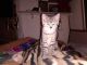 Domestic Shorthaired Cat Cats for sale in Burlington, WA 98233, USA. price: $200