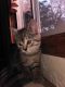 Domestic Shorthaired Cat Cats for sale in Burlington, WA 98233, USA. price: NA