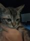 Domestic Shorthaired Cat Cats for sale in Jacksonville, FL 32244, USA. price: NA