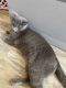 Domestic Shorthaired Cat Cats for sale in Lancaster, TX 75146, USA. price: NA