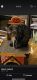 Domestic Shorthaired Cat Cats for sale in Troy, TX, USA. price: $20