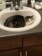 Domestic Shorthaired Cat Cats for sale in New Braunfels, TX, USA. price: NA