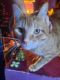 Domestic Shorthaired Cat Cats for sale in St. Louis, MO, USA. price: $20