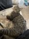 Domestic Shorthaired Cat Cats for sale in Surprise, AZ, USA. price: NA
