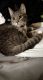 Domestic Shorthaired Cat Cats for sale in Fontana, CA, USA. price: NA