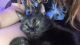 Domestic Shorthaired Cat Cats for sale in Provo, UT, USA. price: NA