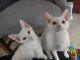 Domestic Shorthaired Cat Cats for sale in Wellsville, NY 14895, USA. price: $100