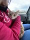 Domestic Shorthaired Cat Cats for sale in Bay Point, CA, USA. price: $100