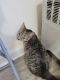 Domestic Shorthaired Cat Cats for sale in Elkins Park, PA, USA. price: NA