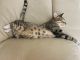 Domestic Shorthaired Cat Cats for sale in Fort Lauderdale, FL, USA. price: NA